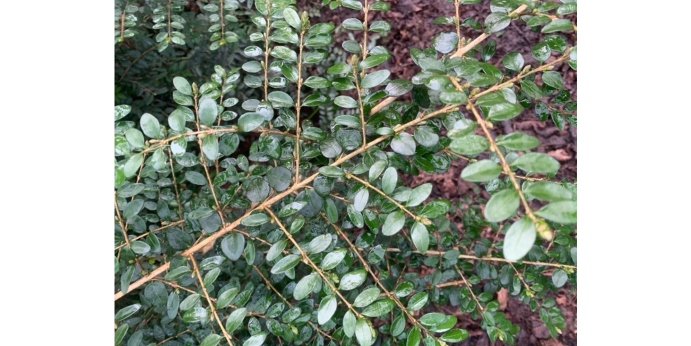 Lonicera nitida E.H.Wilson image